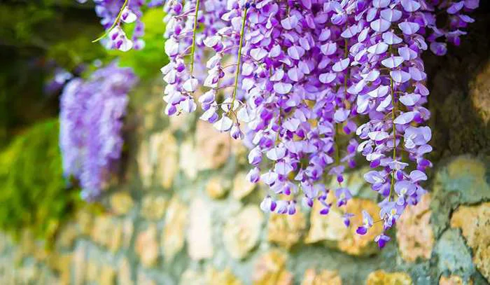 Hoa tử đằng: Ý nghĩa, công dụng, cách trồng và chăm sóc