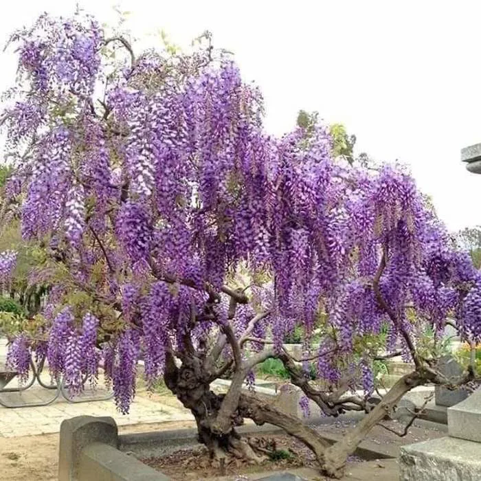 hoa tử đằng thân gỗ - Công Ty TNHH Trúc Vũ Farm