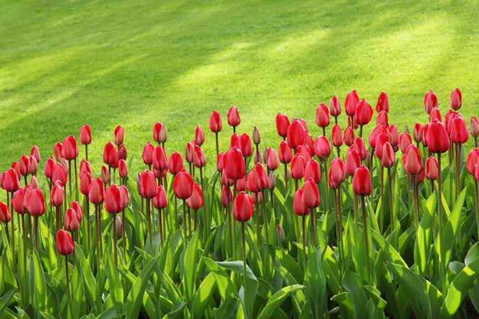 Ý Nghĩa Của Hoa Tulip Đỏ | Hoa Thanh Nhã