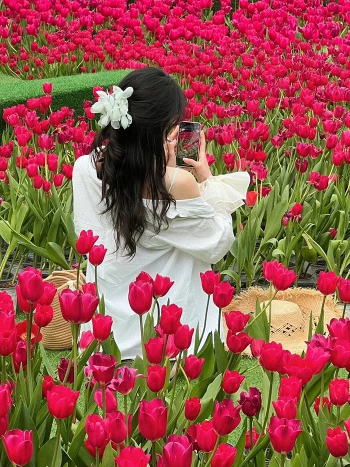 Hoa Tulip - Nguồn Gốc, Ý Nghĩa, Cách Chăm Sóc và Ứng Dụng