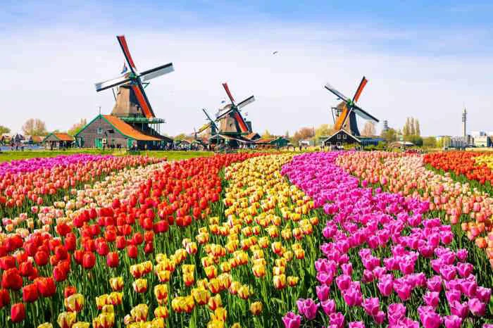Lạc giữa những vườn hoa tulip đẹp nhất trời Tây