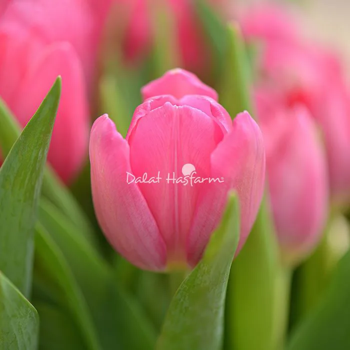 Bó Hoa Tulip 088, Đường số 7 - Quận Bình Tân
