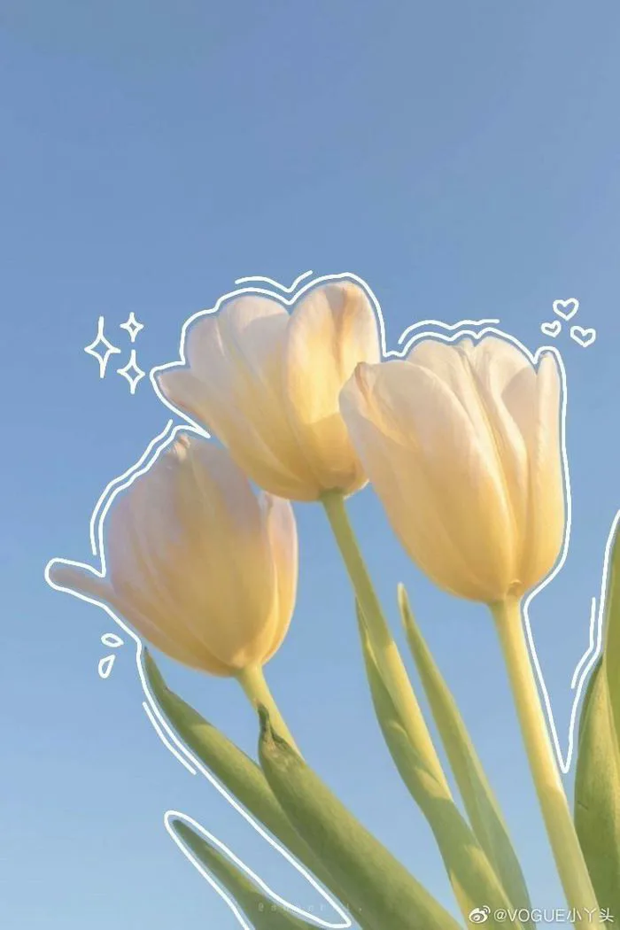 Hoa tulip xênh xẻo 🌷🌷