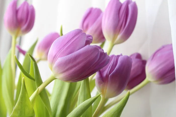 Ý Nghĩa Của Hoa Tulip Tím | Hoa Thanh Nhã