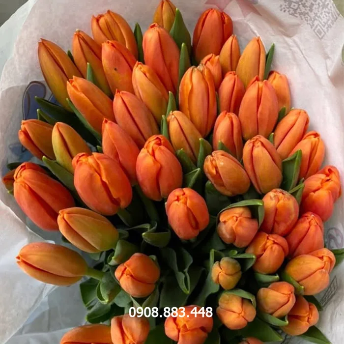 Hoa Tulip cam Hà Lan tươi | Bó 10 cành - Nàng Hoa Farm
