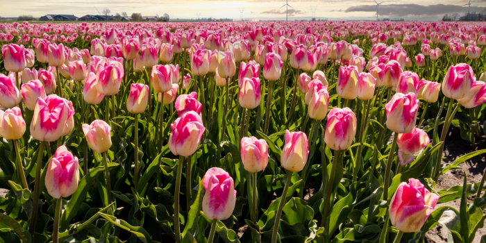 Hoa Tulip Đà Nẵng - Giá Sỉ Lẻ Tại Vườn Hoa Sen Việt
