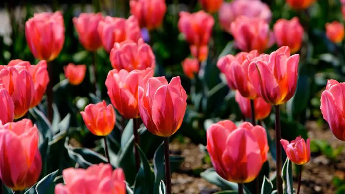Tulip, Flower, Spring, Bloom