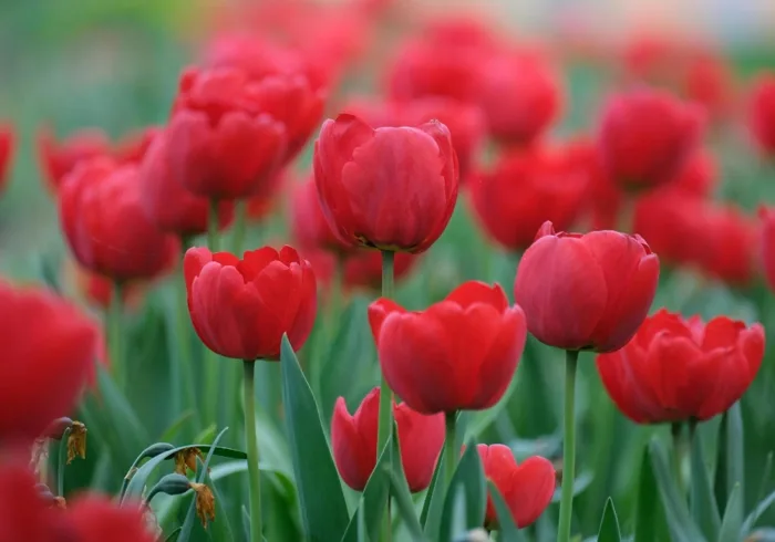Hoa tulip đỏ: Ý nghĩa, đặc điểm, nguồn gốc, cách mix hoa