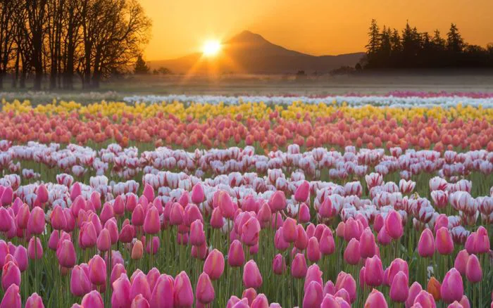 Tổng hợp hình nền hoa tulip đẹp nhất năm 2025