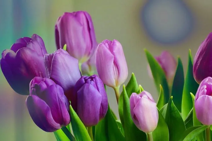 Hoa tulip tím: Ý nghĩa sâu sắc và thông điệp trong tình yêu