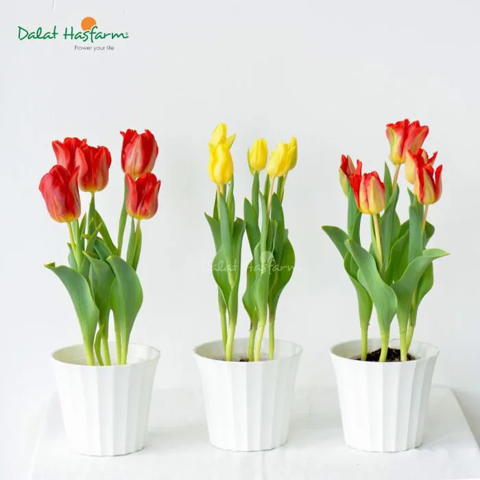 Cách chăm sóc hoa Tulip luôn đẹp và tươi lâu