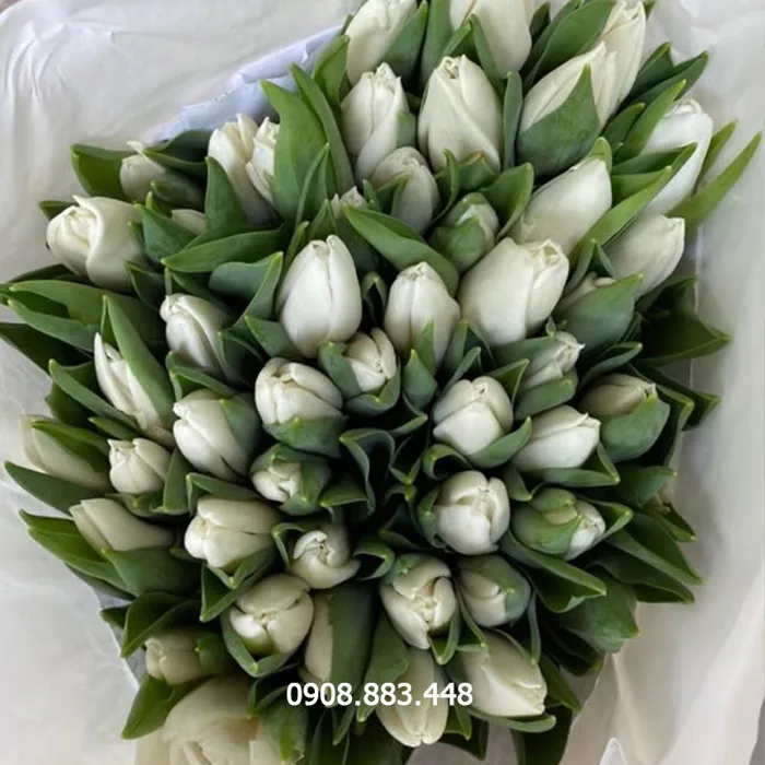 Hoa Tulip Trắng Hà Lan - Bó 10 cành - Nàng Hoa Farm