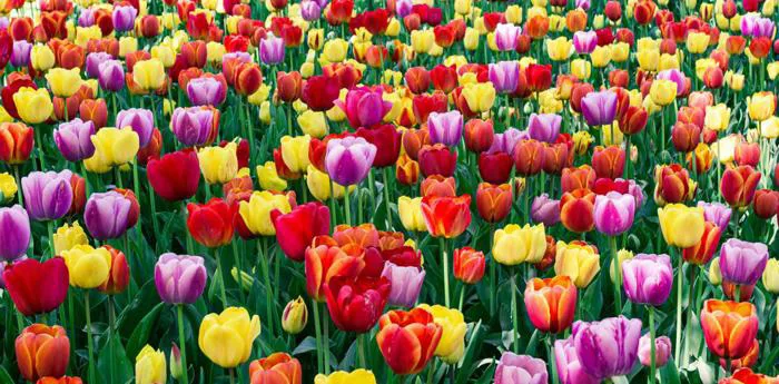 Ngành công nghiệp hàng triệu đô đằng sau loài hoa tulip phổ biến nhất thế  giới - Forbes Việt Nam