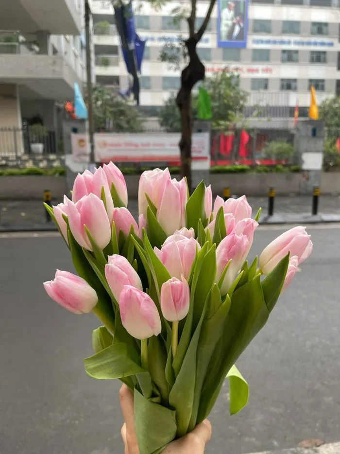 Hoa Tulip - Nguồn Gốc, Ý Nghĩa, Cách Chăm Sóc và Ứng Dụng