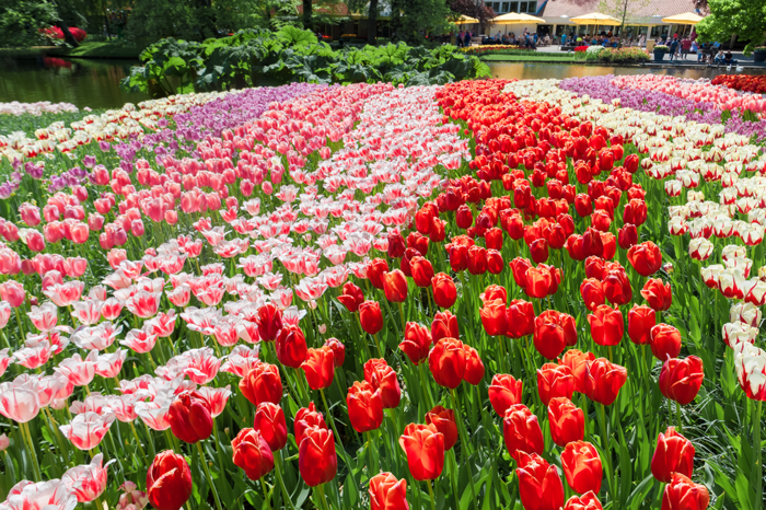 Hoa tulip trắng có ý nghĩa gì? Ý nghĩa hoa tulip theo từng màu