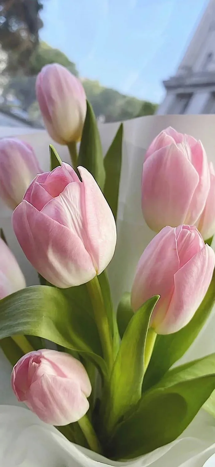 Spring has arrived again 🌷 | Hình nền hoa, Hoa tulip, Hoa sen