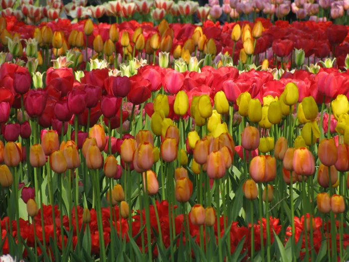 Tulip – Wikipedia tiếng Việt