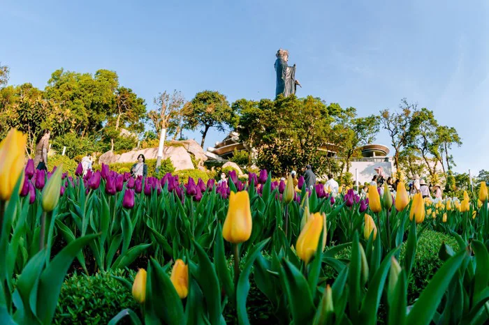 Top beautiful Vietnamese tulip gardens, vibrant and comparable to European  ones.Top beautiful Vietnamese tulip gardens, vibrant and comparable to  European ones.