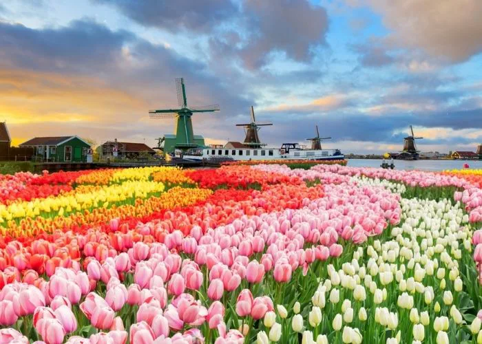Hoa tulip: Ý nghĩa của loài hoa ẩn sâu trong từng gam màu