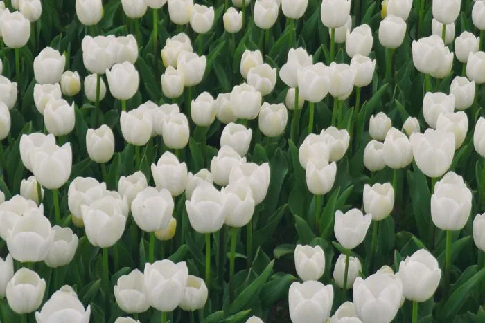 Ý Nghĩa Của Hoa Tulip Trắng | Hoa Thanh Nhã