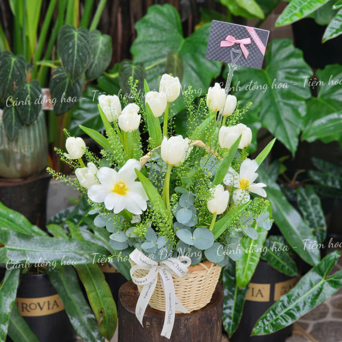 Tulip Trắng - Cảm Hứng Từ Thiên Nhiên