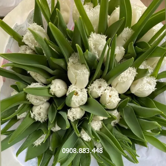 Tulip trắng răng cưa Hà Lan - Nàng Hoa Farm