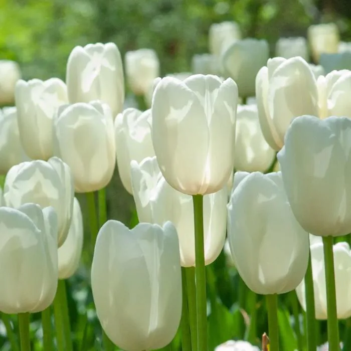 Ý nghĩa hoa tulip trắng - Tiệm Hoa Bốn Mùa