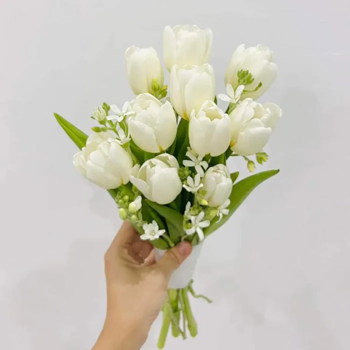 TLT0015 - Hoa cưới Tulip trắng phối Hoa Sao trắng | Siêu Thị Hoa Cưới – Hoa  Cưới Cô Dâu & Trang Trí Xe Hoa Đẹp, Giá Rẻ Tại TP.HCM