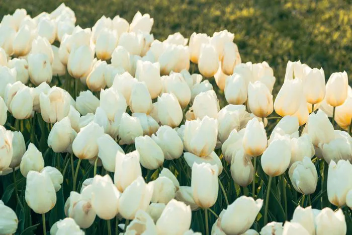 Ý Nghĩa Của Hoa Tulip Trắng | Hoa Thanh Nhã
