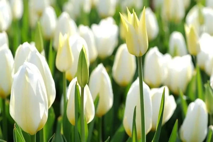 Hoa tulip trắng có ý nghĩa gì? Ý nghĩa hoa tulip theo từng màu