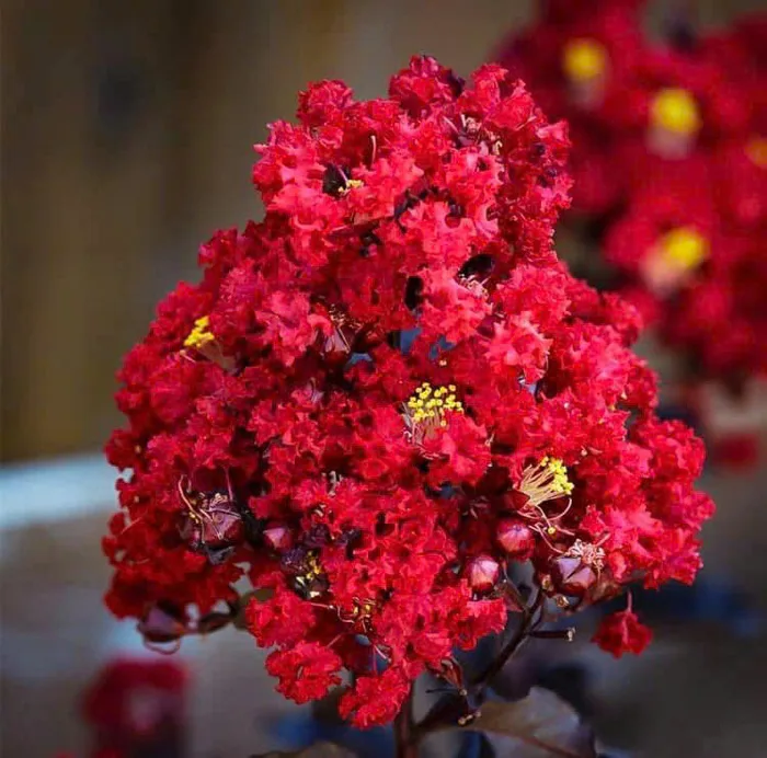 Cây Hoa Tường Vi Huyết Long