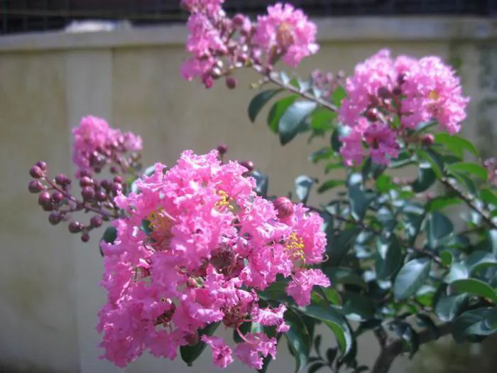 Cây tường vi - Cây Cảnh Tam Kỳ - Phương Đông Garden