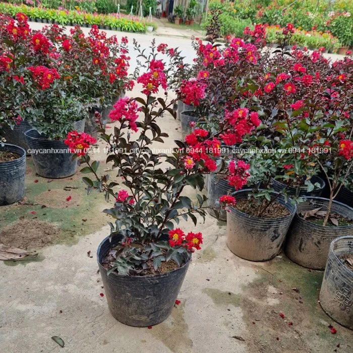 Cây tường vi huyết long