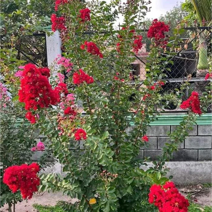 Cây Tường Vi hoa đỏ lá xanh - Giao diện tuyệt vời cho sân vườn của bạn! -  Mon Hasfarm - Cây Hoa Hồng, Cây Cảnh & Cây Phong Thủy Uy Tín