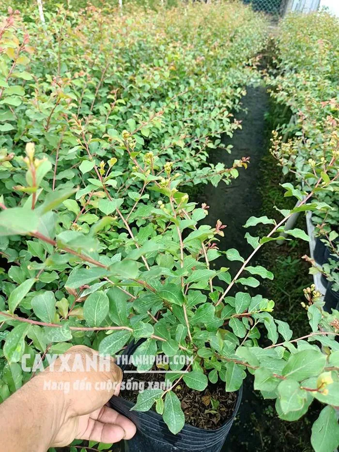 Hoa tường vi – Cây cảnh sân vườn cực đẹp rực rỡ tô điểm không gian – CÔNG  TY CP CÂY XANH ĐÔ THỊ ĐẠI PHÚC