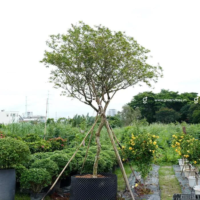 Cây tường vi: Đặc điểm, ý nghĩa, cách trồng và chăm sóc