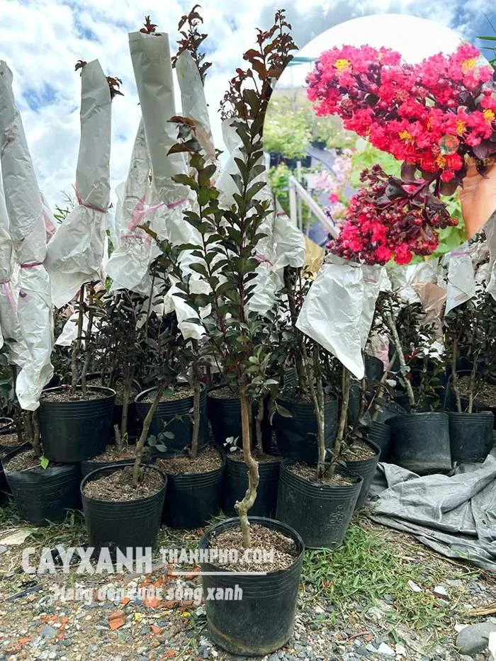 Hoa tường vi – Cây cảnh sân vườn cực đẹp rực rỡ tô điểm không gian – CÔNG  TY CP CÂY XANH ĐÔ THỊ ĐẠI PHÚC