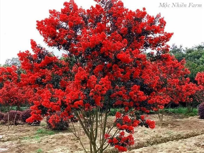 Hoa tường vi đỏ lá đỏ nổi bât nhất khu vườn – MỘC NHIÊN FARM
