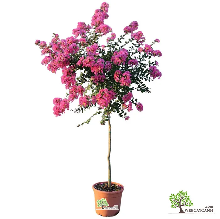 Bán các loại cây hoa tường vi: Cách chăm sóc, ý nghĩa