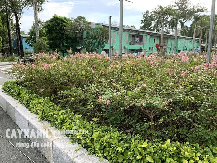 Hoa tường vi – Cây cảnh sân vườn cực đẹp rực rỡ tô điểm không gian