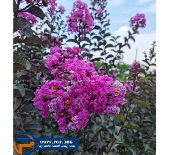 Cây tường vi tím - Cây Cảnh Phạm Thương