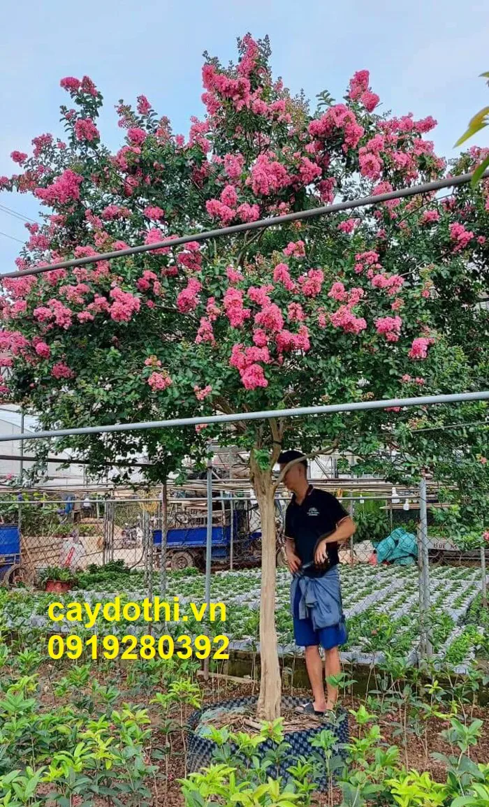 Cây tường vi - Bán mua trồng cây tường vi hoa đỏ, hoa trắng giá tốt