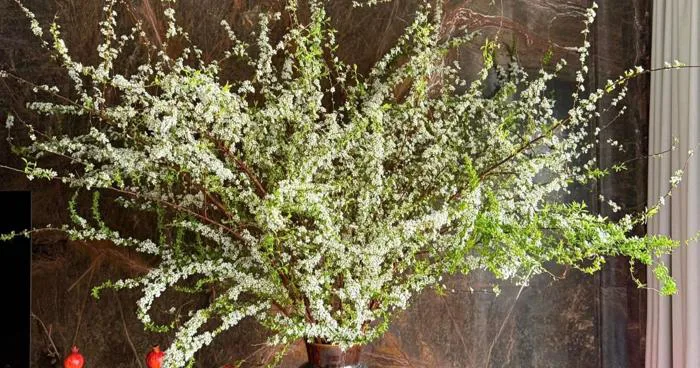 Cách hô biến cành tuyết mai như củi khô bung nở hoa chơi Tết | Báo Dân trí