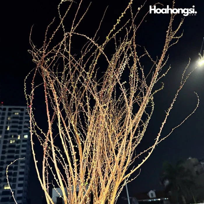 Hoa tuyết mai rừng nụ nhiều, bó to