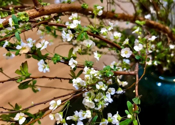 Hoa tuyết mai: Ý nghĩa của loài hoa mang vẻ đẹp tinh khôi