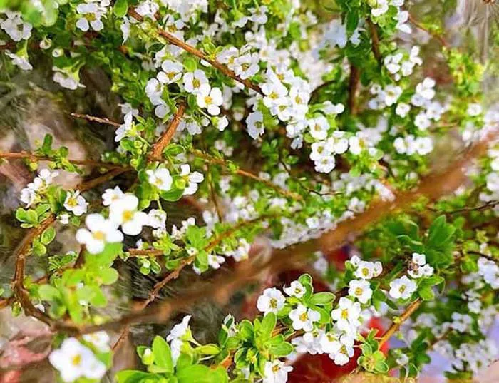 Hoa tuyết mai: ý nghĩa, nguồn gốc, đặc điểm đặc trưng, phân loại - FLoLi