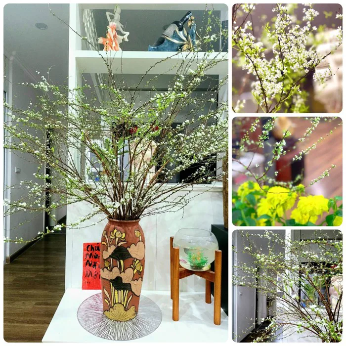 Cách cắm hoa tuyết mai nở bung đúng ngày Tết Nguyên đán