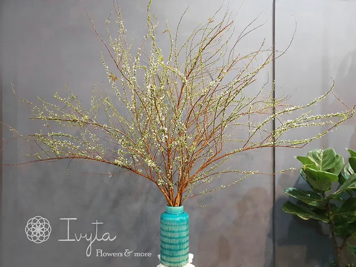 Bình Hoa Tuyết Mai BIAC05 - Ivyta