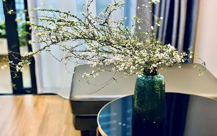 Hoa tuyết mai: Đặc điểm, ý nghĩa, cách trồng và chăm sóc