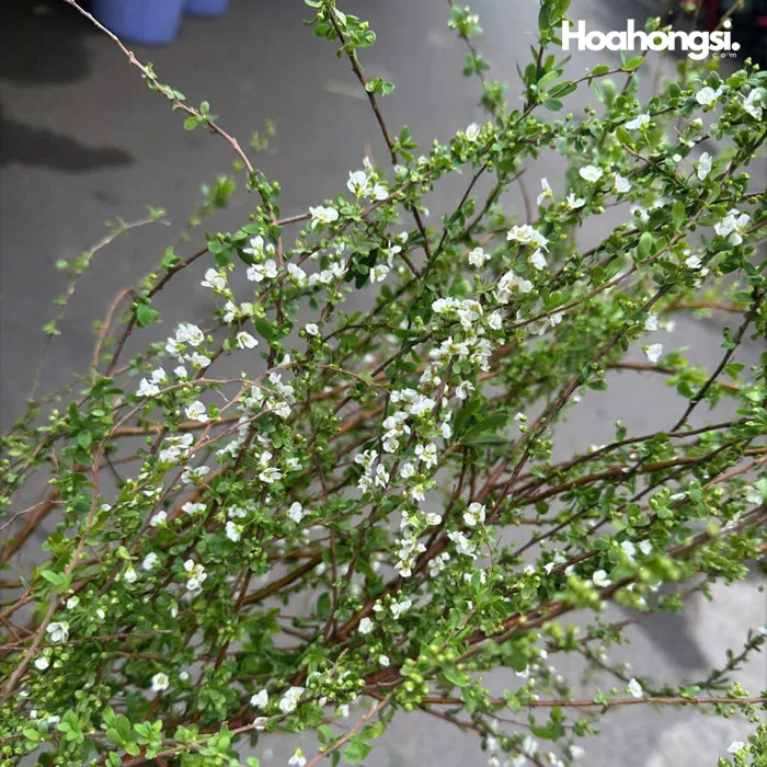 Hoa Tuyết Mai Hàng Công Ty Siêu Nụ